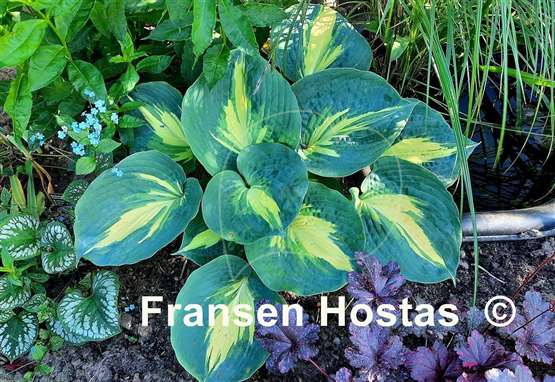 Hosta Dream Queen